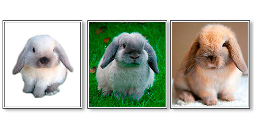 origenes del conejo mini lop