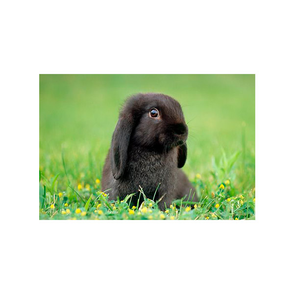 conejo minilop negro adulto en jardin