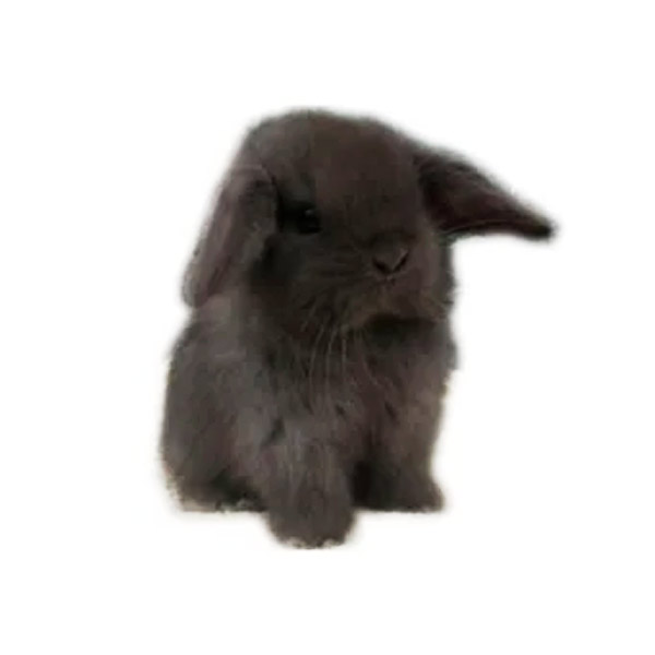conejo mini lop color negro
