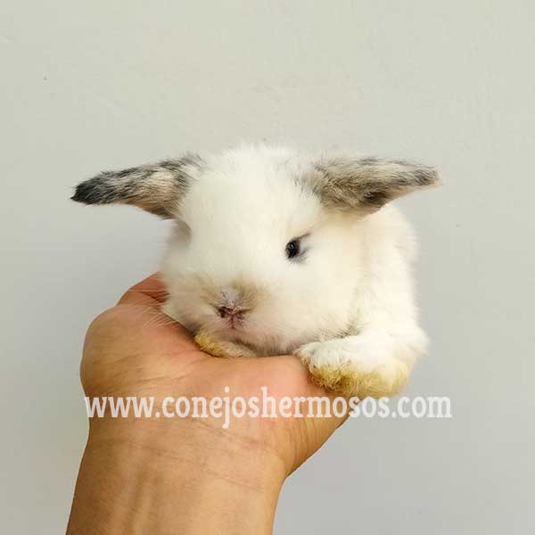 conejo bebe mini lop blanco