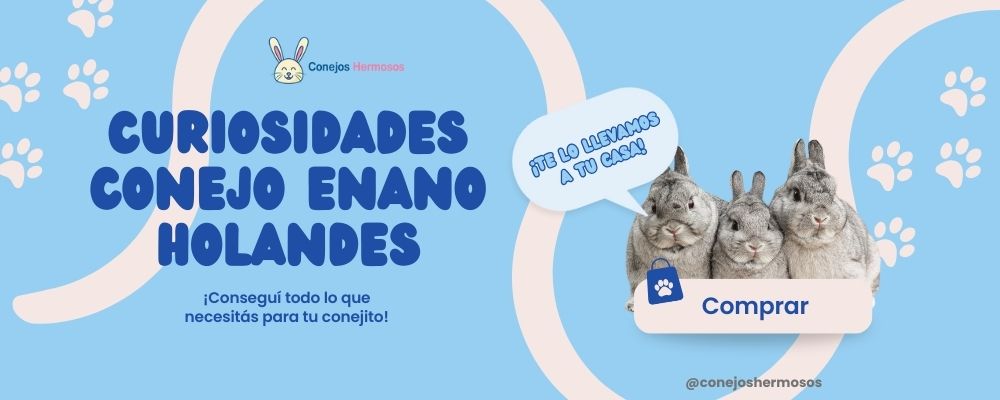 Conejo Enano Holandés: La Mascota Ideal y sus necesidades nutricionales