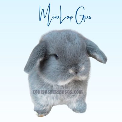 conejo mini lop gris