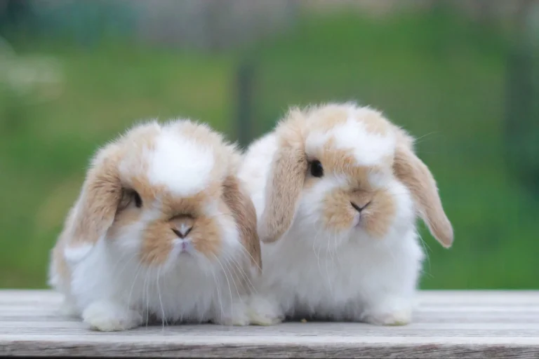 pareja de conejitos mini lop